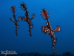 3 Ghost Pipefishes (Solenostomus paradoxus) - Tulamben, B... by Marco Waagmeester 